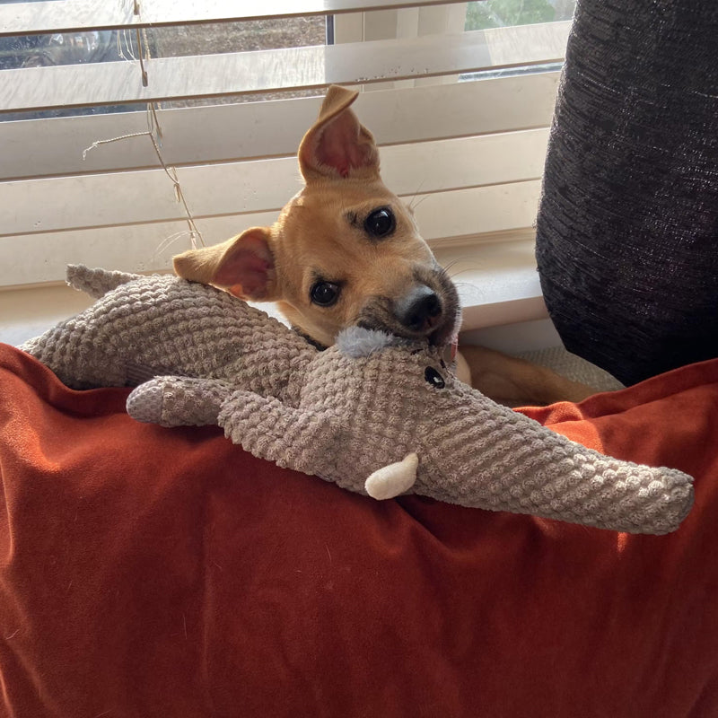 Hondenspeelgoed | Knuffel | Teddybeer | Pluche speelgoed voor honden | Speelgoed voor huisdieren-Boetiek Moda